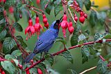 Masked Flowerpiercerborder=